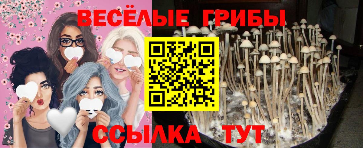 Псилоцибиновые грибы MAGIC MUSHROOMS  Галлюциногенные грибы GOLDEN TEACHER  Кизляр  Вход с VPN 
